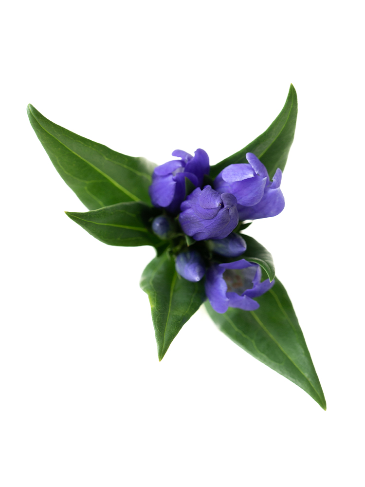 【生花】リンドウ ながの2号の花アップ