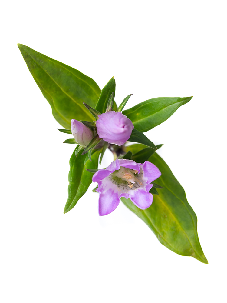 【生花】リンドウ(ピンク) 品種おまかせの花アップ