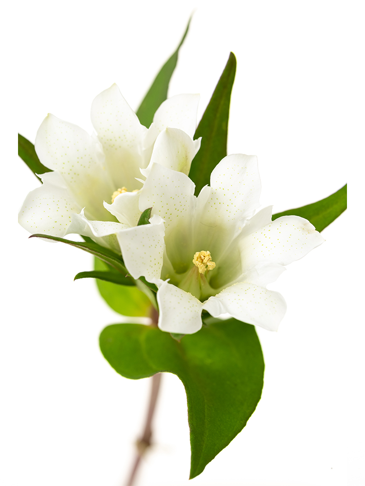 【生花】リンドウ ホワイトハイジ2号の花アップ