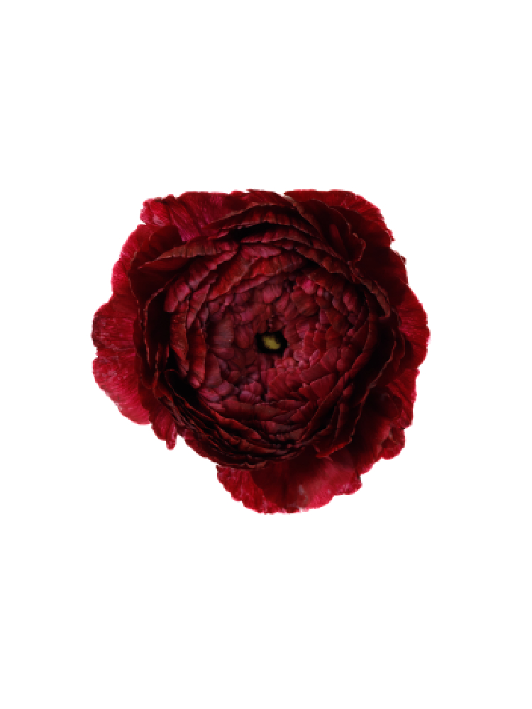 【生花】ラナンキュラス(モロッコ) レッドチップの花アップ