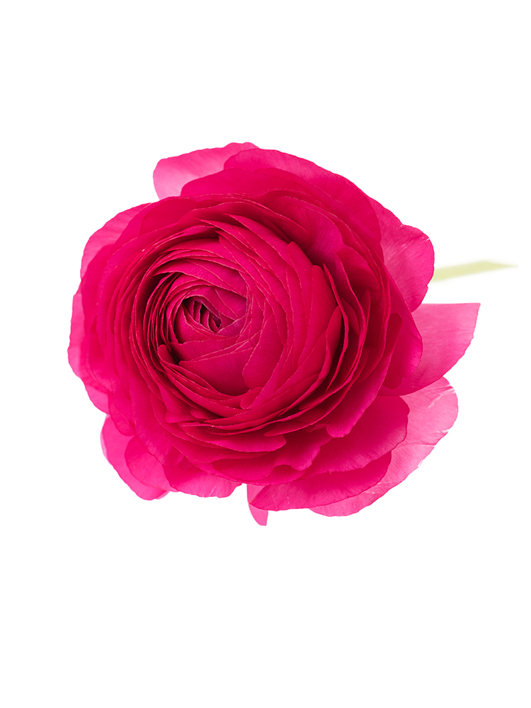 【生花】ラナンキュラス 紅てまりの花アップ