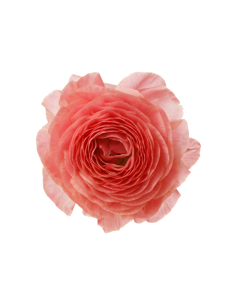 【生花】ラナンキュラス ビュゼの花アップ