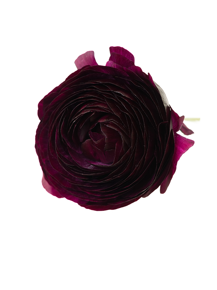 【生花】ラナンキュラス ギルタブの花アップ