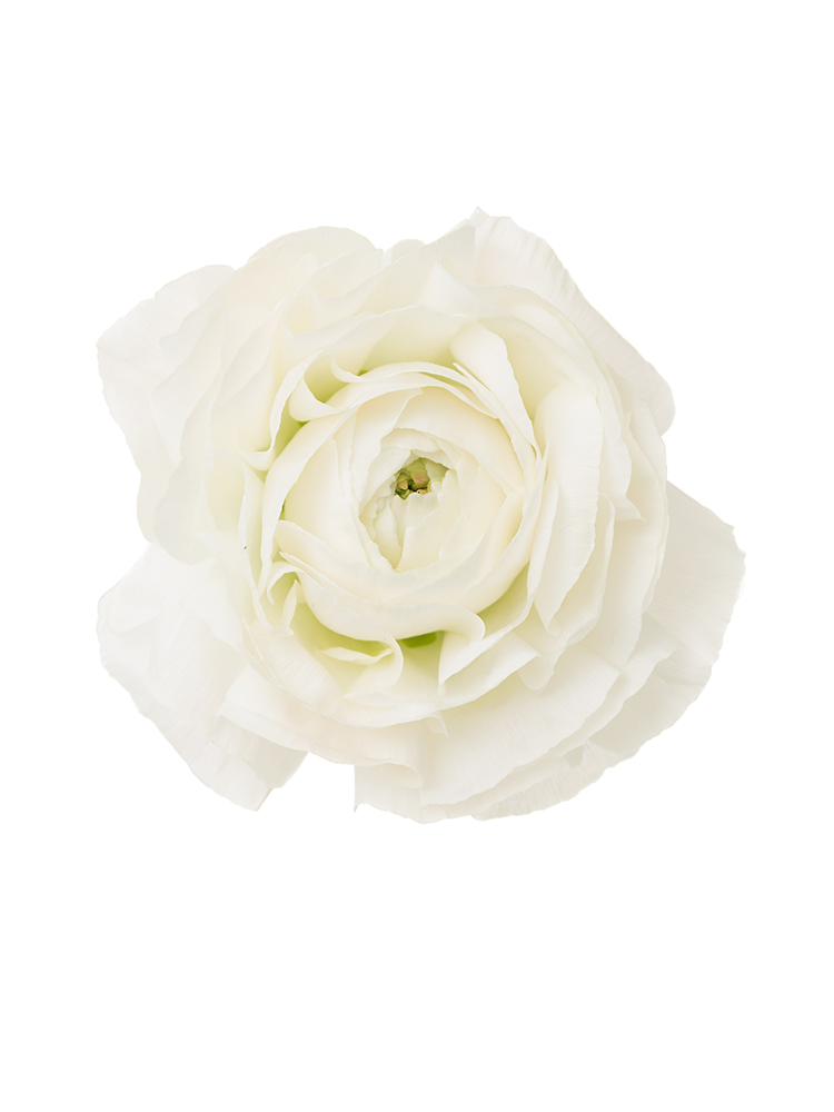 【生花】ラナンキュラス モンタンベールの花アップ