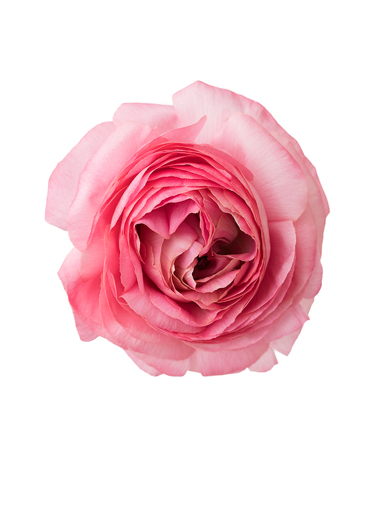 【生花】ラナンキュラス 竜宮さんごの花アップ