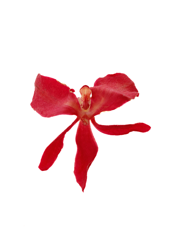 【生花】レナンセラ バンコクビューティレッドの花アップ