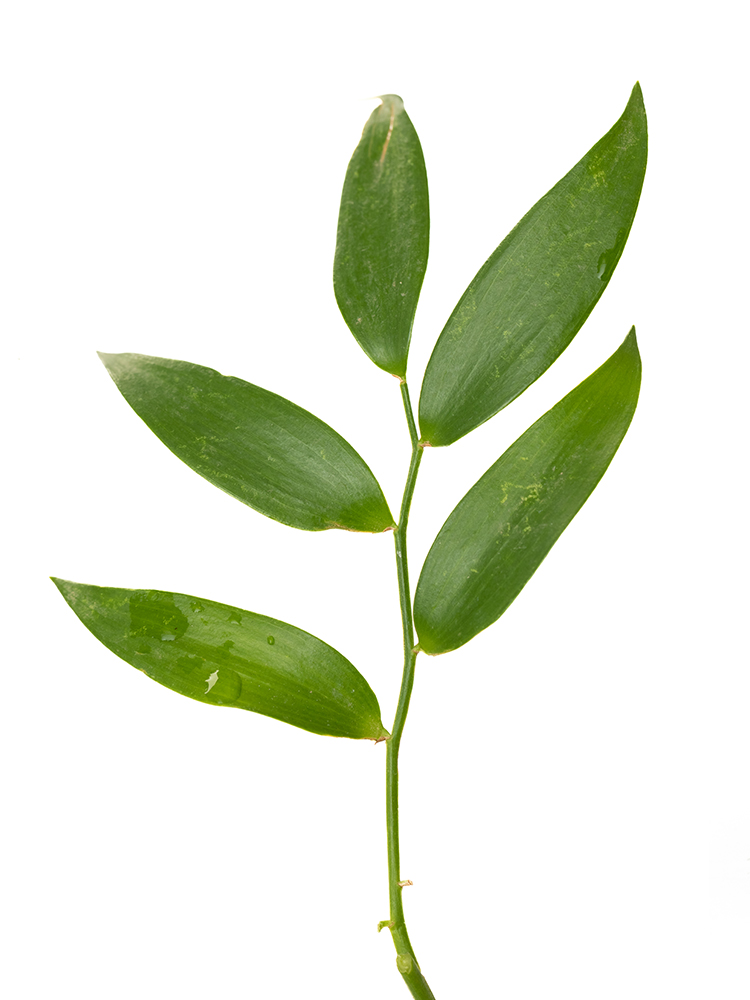 【生花】ルスカス イタリアンルスカスの花アップ