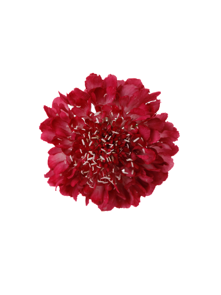 【生花】スカビオサ アップルの花アップ