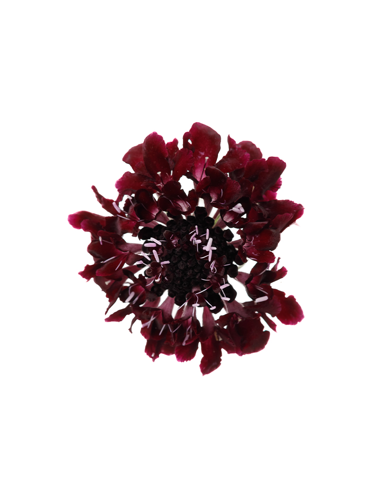 【生花】スカビオサ ブラックナイトの花アップ