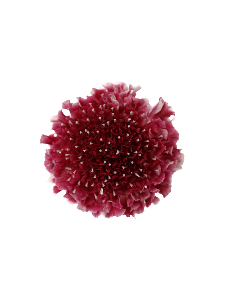 【生花】スカビオサ クイーンの花アップ