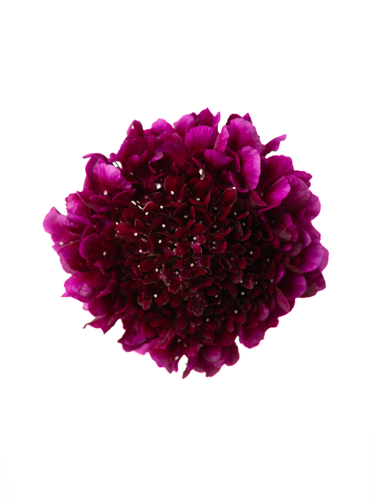 【生花】スカビオサ レッドベルベットスクープの花アップ