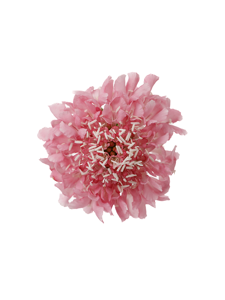 【生花】スカビオサ サーモンピンクの花アップ