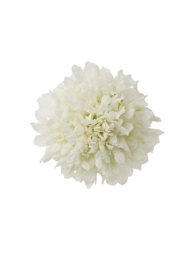 【生花】スカビオサ スノーメディアンの花アップ