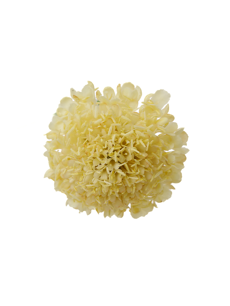 【生花】スカビオサ イエロームーンの花アップ