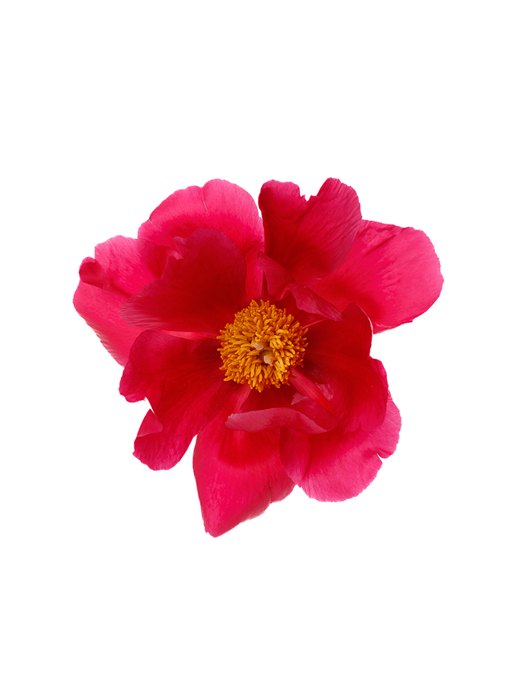 【生花】芍薬 アメリカの花アップ