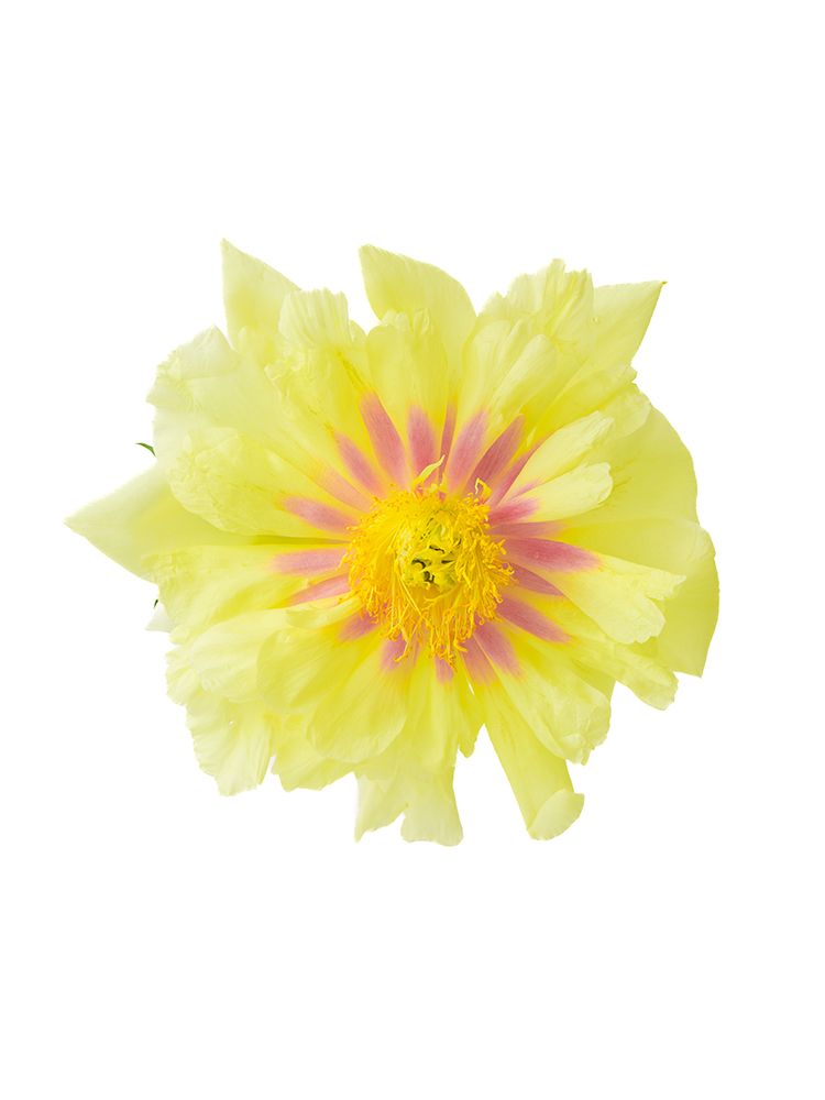 【生花】シャクヤク バードゼラの花アップ