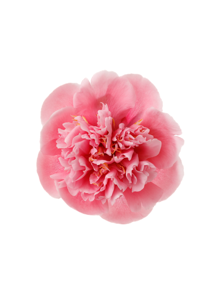 【生花】芍薬 エッチドサーモンの花アップ