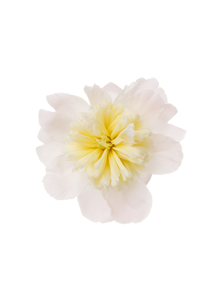 【生花】芍薬 ハニーゴールドの花アップ