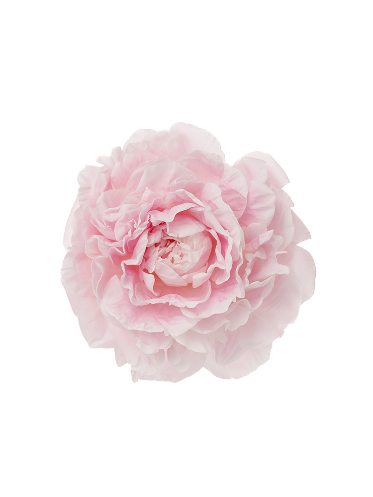 【生花】芍薬 かぐや姫の花アップ