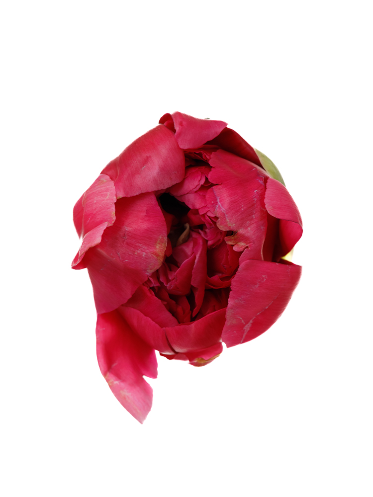 【生花】芍薬 メアリージョーリガーの花アップ