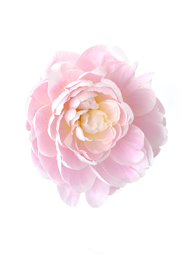 【入荷花材】芍薬(薄ピンク) 品種おまかせ　※花サイズ小の花アップ