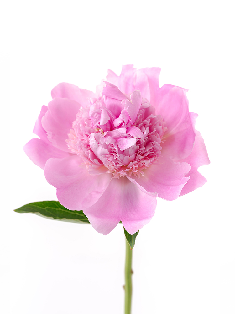 【入荷花材】芍薬(ピンク) 品種おまかせ　※花サイズ小の花アップ