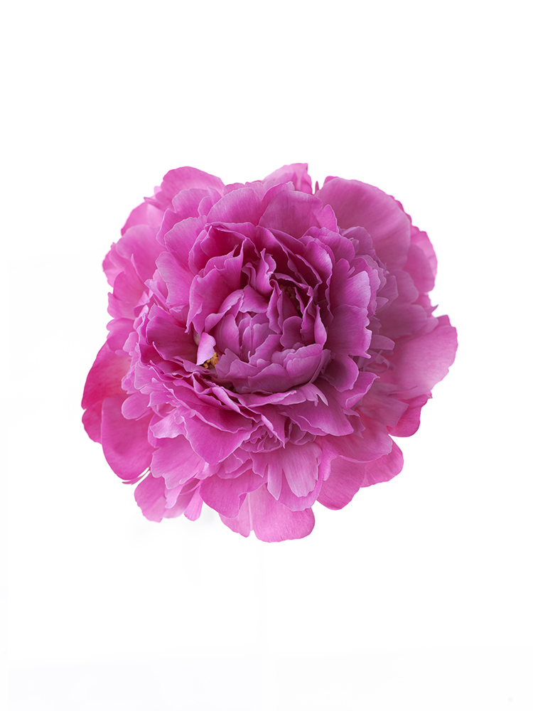 【入荷花材】芍薬(濃ピンク) 品種おまかせ　※花サイズ小の花アップ