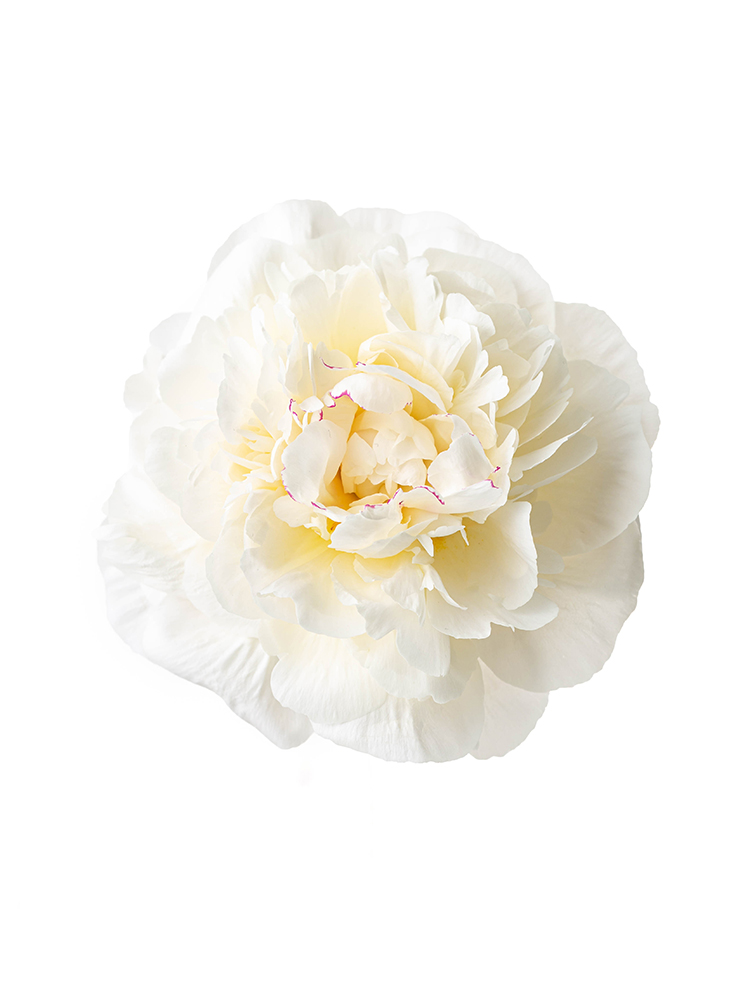 【生花】シャクヤク 品種おまかせ(白)の花アップ