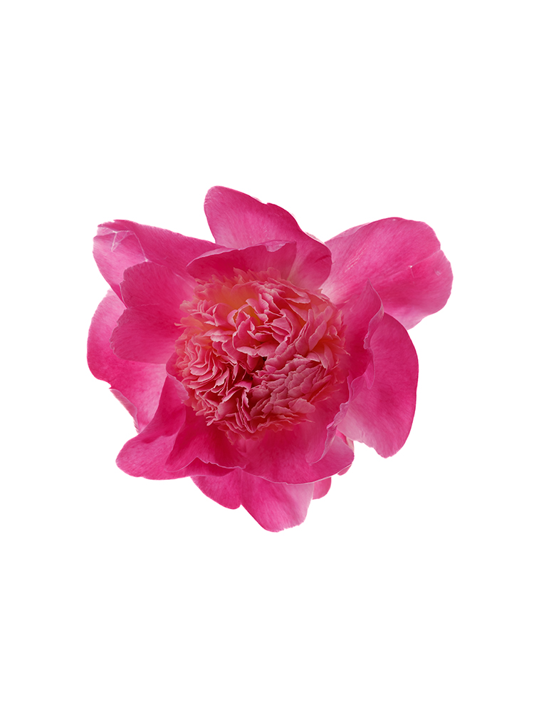 【生花】芍薬 サンタフェの花アップ