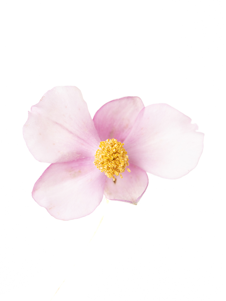 【生花】秋明菊 品種おまかせ(ピンク)の花アップ