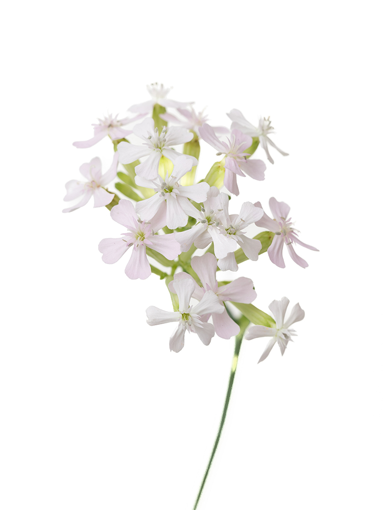 【生花】シレネ サクラコマチの花アップ