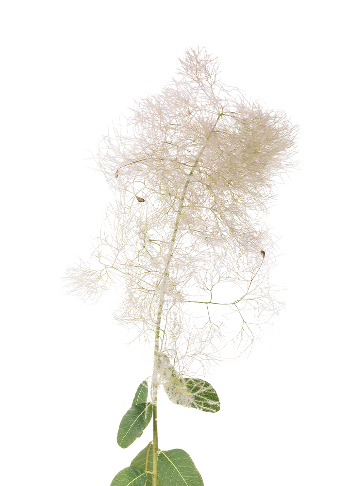 【生花】スモークツリー(赤) 品種おまかせの花アップ