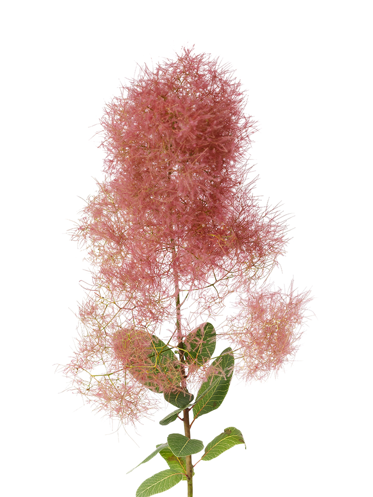 【生花】スモークツリー　ルビーファーの花アップ