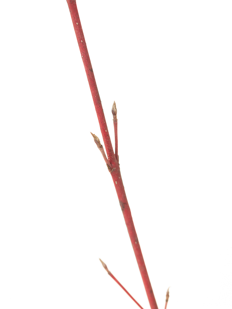 【生花】サンゴミズキ 品種おまかせ(赤)の花アップ