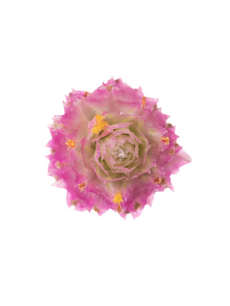 【生花】センニチコウ サクラの花アップ