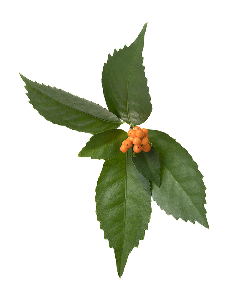 【生花】千両（オレンジ）　品種おまかせの花アップ