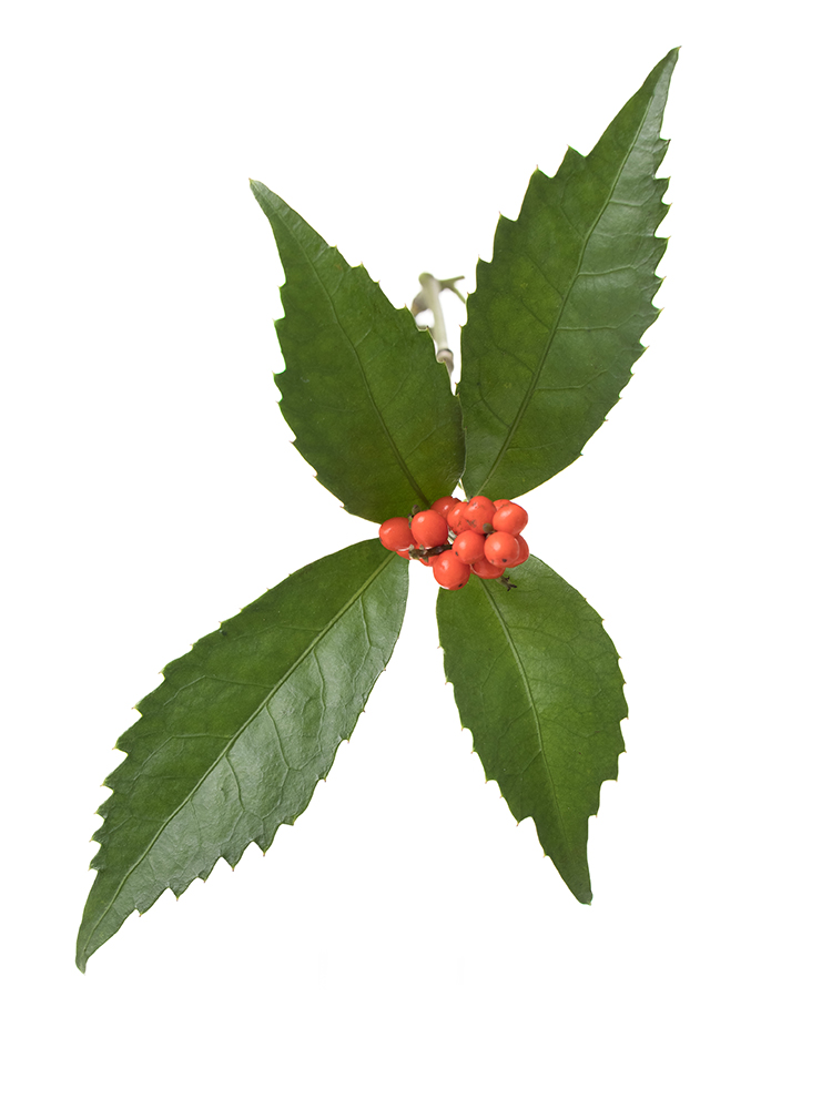 【生花】千両　3等の花アップ