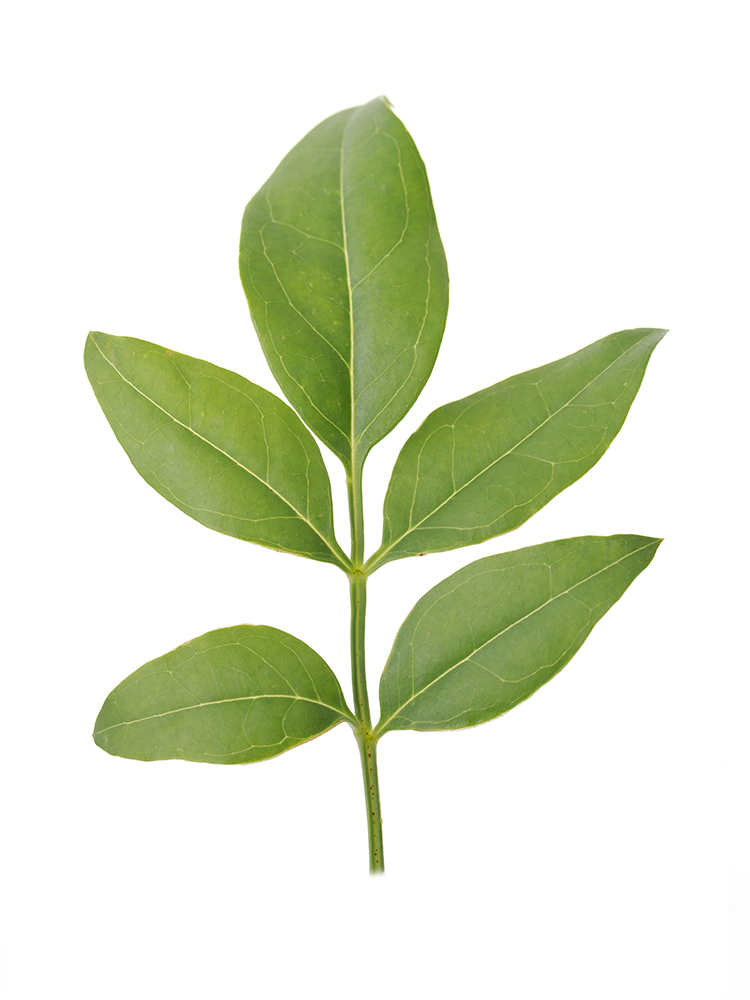 【生花】ソケイ 品種おまかせ(緑)の花アップ