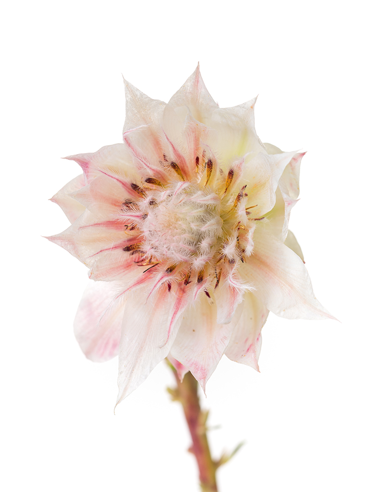 【生花】セルリア セルリアホワイトの花アップ