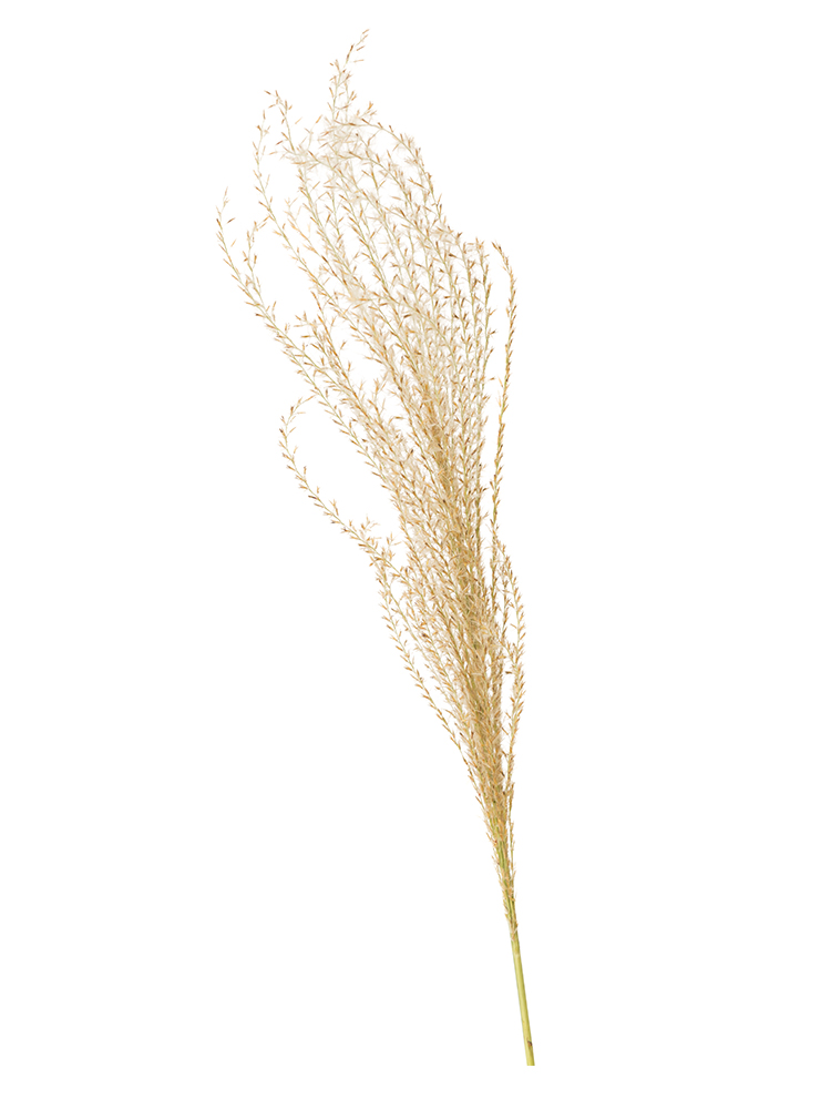 【生花】ススキ(茶) 品種おまかせの花アップ
