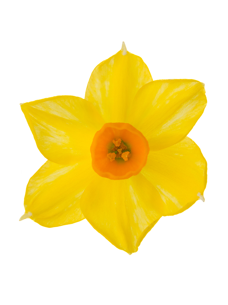 【生花】スイセン 黄房水仙の花アップ