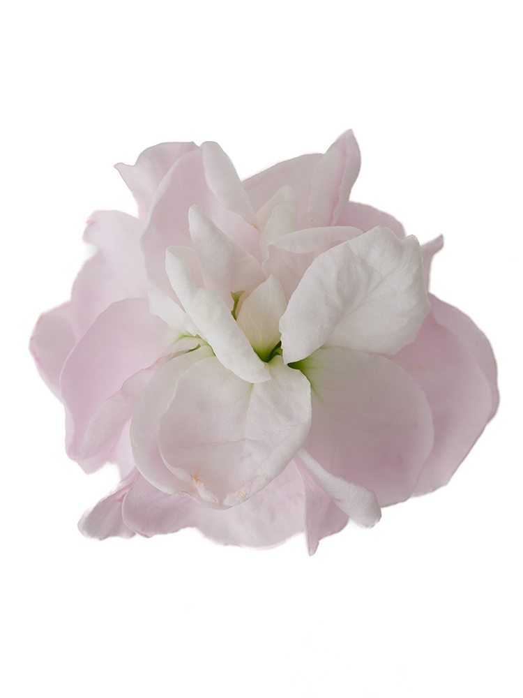 【生花】ストック アイアンチェリーの花アップ