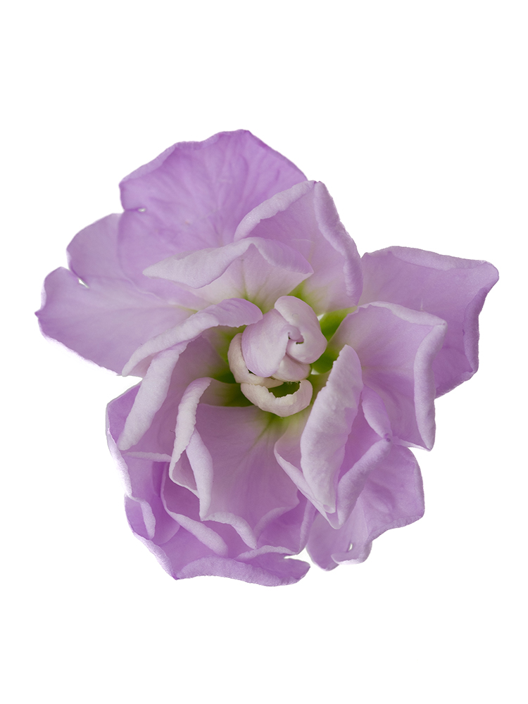 【生花】ストック アイアンマリンの花アップ