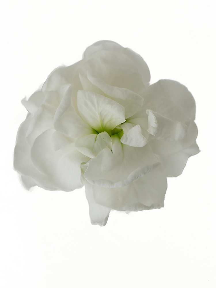 【生花】ストック(白) 品種おまかせの花アップ