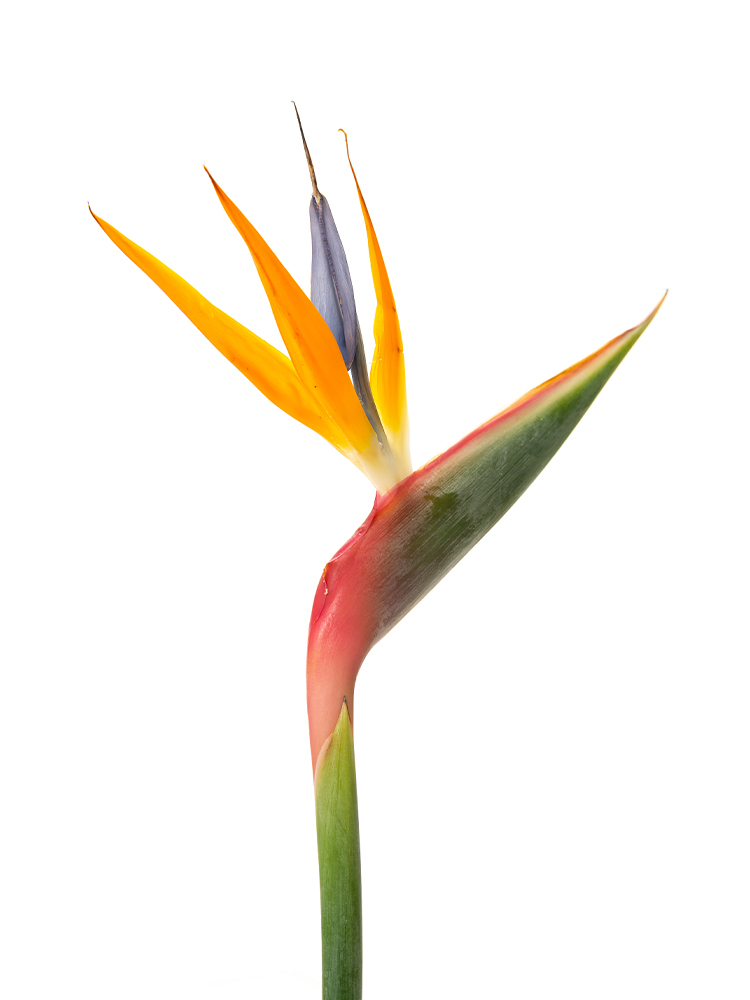 【生花】ストレリチア(オレンジ) 品種おまかせ