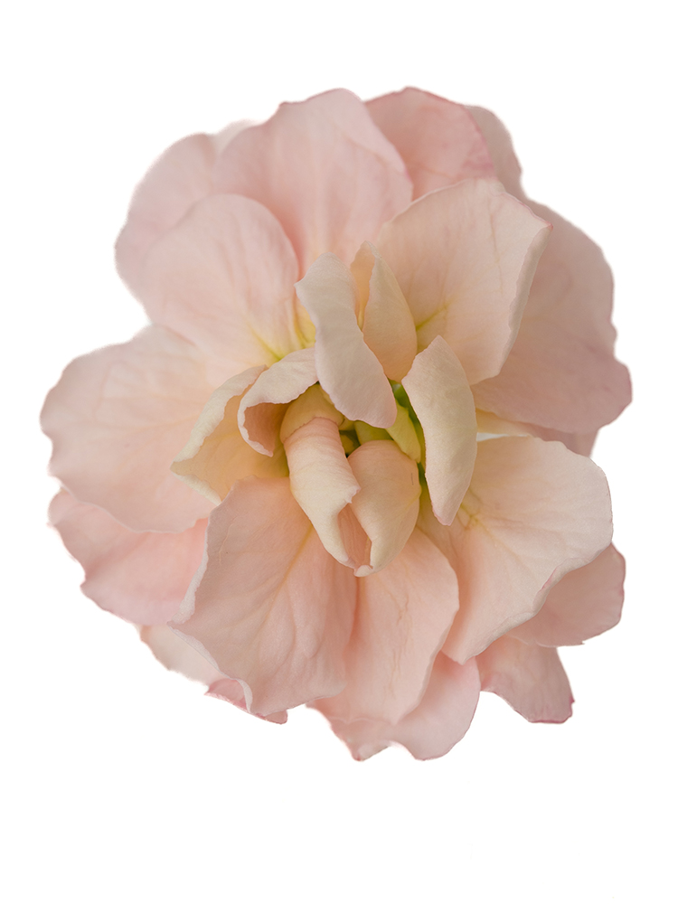 【生花】スプレーストック アプリコットカルテットの花アップ