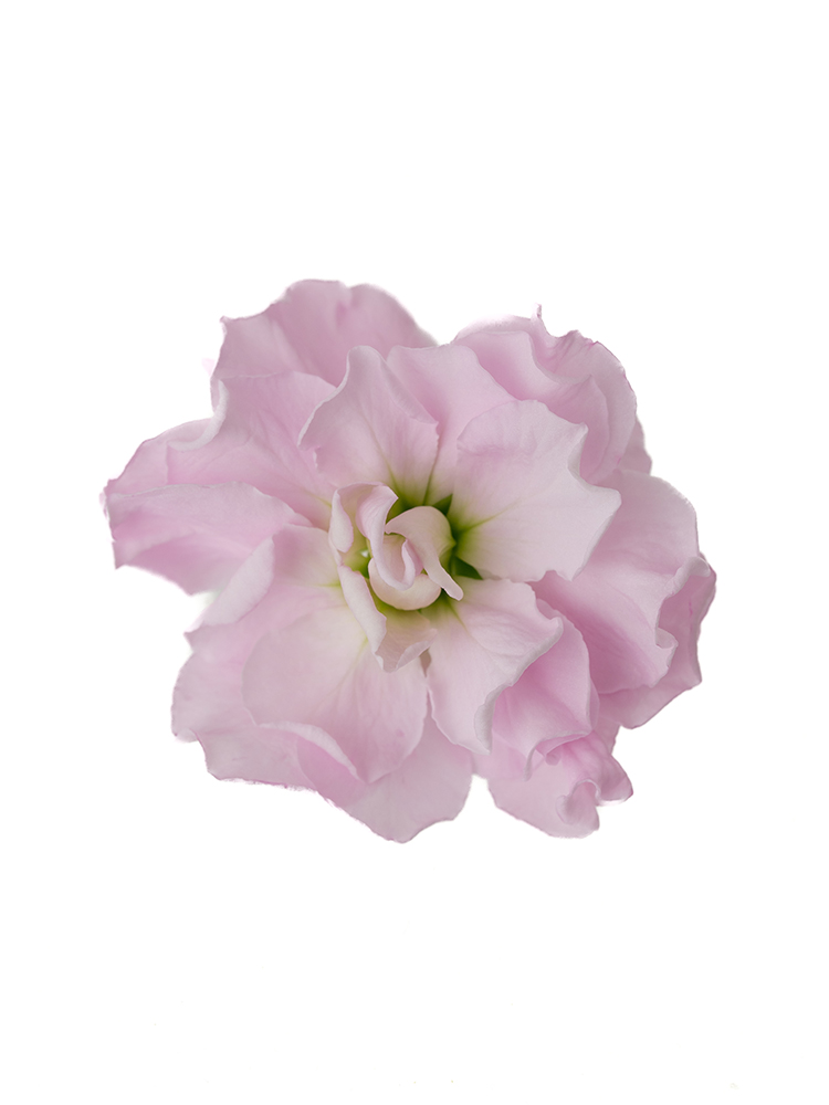 【生花】スプレーストック(薄ピンク) 品種おまかせの花アップ