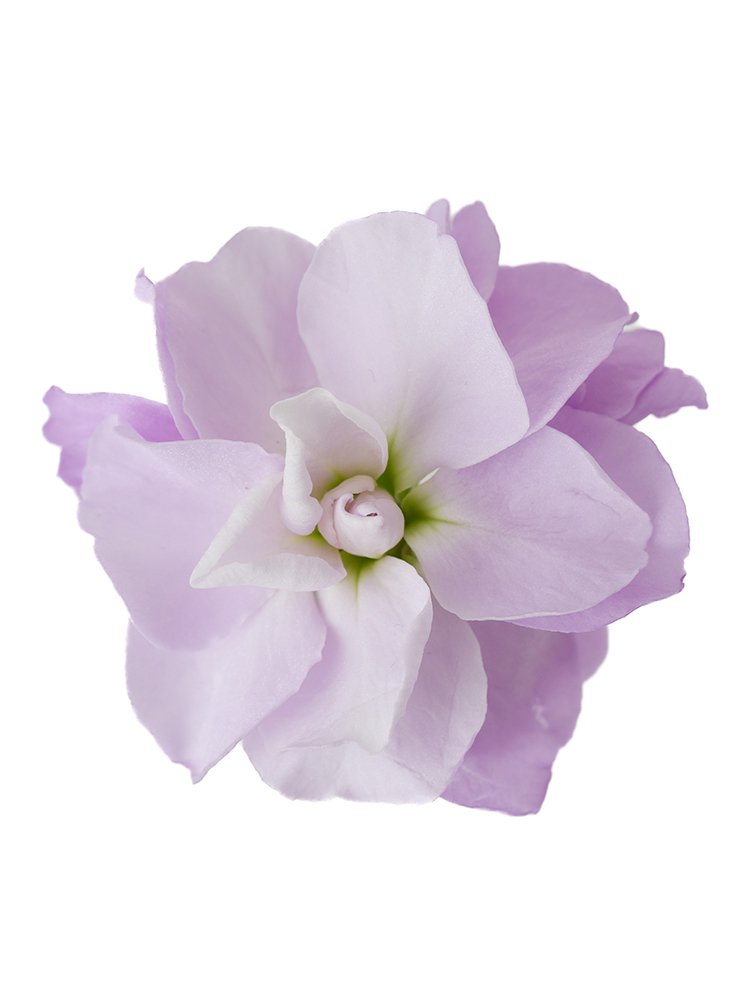 【生花】スプレーストック(薄紫) 品種おまかせの花アップ