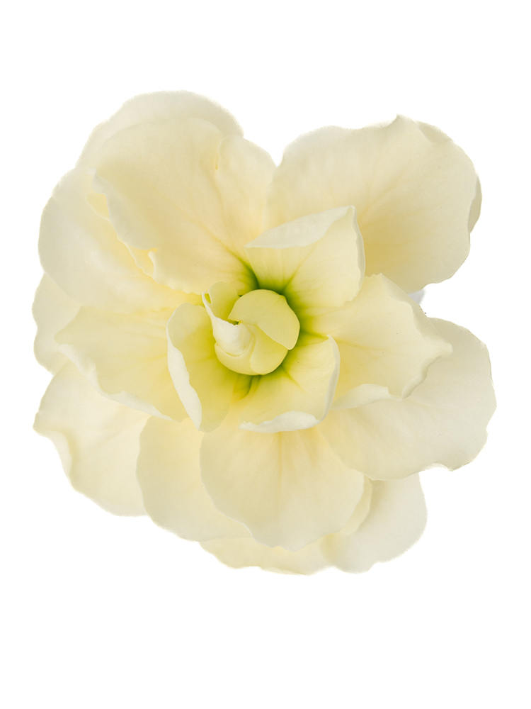 【生花】スプレーストック(黄) 品種おまかせの花アップ