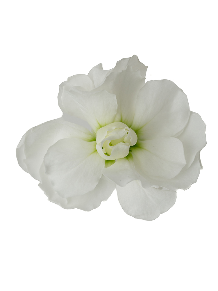 【生花】スプレーストック ホワイトカルテットの花アップ